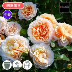 ショッピング薔薇 バラ苗 予約大苗 2026 エクリュ Ecru 国産ノイバラ台木使用