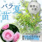 土や鉢の用意が不要 植え替え済みバラ苗 プリンセス クレア ドゥ ベルジック Princess Claire de Belgique 国産ノイバラ台木使用 秋準備に最適 8号鉢 ガイド付
