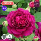 バラ苗 新苗 2025 真夜 Mayo 四季咲き 国産ノイバラ台木使用 まよ