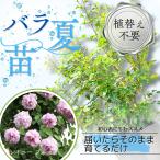 暑くて植え替えできない方へ 植え替え済みバラ苗 レイニー ブルー Rainy Blue 国産ノイバラ台木使用 初心者向け 8号鉢