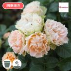 バラ苗 予約大苗 2026 アンティーク レース Antique Lace 四季咲き 国産ノイバラ台木使用 アンティークレース