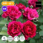 バラ苗 予約新苗 2026 オデュッセイア Odysseia 国産ノイバラ台木使用