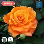 バラ苗 鉢植え6寸 2025 カシス オレンジ Cassis Orange 四季咲き 国産ノイバラ台木使用 カシスオレンジ