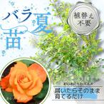土や鉢の用意が不要植え替え済みバラ...