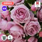 バラ苗 予約大苗 2026 シャルム Charm 国産ノイバラ台木使用