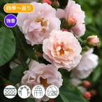 バラ苗 新苗 2025 コーネリア Cornelia 国産ノイバラ台木使用