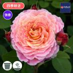 バラ苗 予約大苗 2026 クロード モネ Claude Monet 四季咲き 国産ノイバラ台木使用 クロードモネ