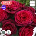  роза рассада предварительный заказ новый рассада 2026 серый ласты ti дыра 4 сезон .. местного производства noi роза шт. дерево использование серый ласты ti дыра 