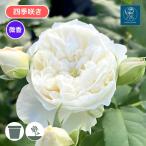 バラ苗 鉢植え6寸 2025 シーシェルアイズ Sea shell eyes 国産ノイバラ台木使用