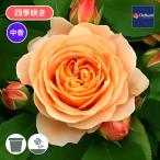 �o���c �\���c 2027 �� �h���`�F ���B�[�^ La Dolce Vita �l�G�炫 ���Y�m�C�o����؎g�p ���h���`�F���B�[�^