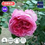 バラ苗 予約大苗 2027 ラ ローズ ドゥ モリナール La Rose d…