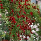 バラ苗 鉢植え6寸 2023 レッド キャスケード Red Cascade 国産ノイバラ台木使用 レッドキャスケード