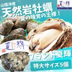 牡蠣 岩牡蠣 カキ 天然岩牡蠣 (活) 夏輝牡蠣 生牡蠣 350g-450g前後 5個セットブランド 夏輝牡蠣 鳥取産 カキ 刺身用 送料無料(岩ガキ/岩がき)