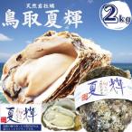 天然岩牡蠣 (活生)夏輝牡蠣 ２kgセッ