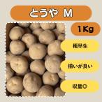 to..M 1kg семенной клубень картофель jagaimo