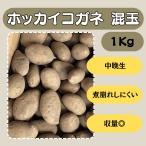  ho  kai kogane. шар 1kg семенной клубень картофель jagaimo