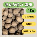 ki..... шар 1kg семенной клубень картофель jagaimo