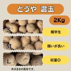 to... шар 2kg семенной клубень картофель jagaimo