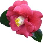  женщина Basic тонкий Fit слаксы _english_???_260126(10)