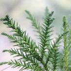  криптомерия. лист 100g Tokushima производство натуральный криптомерия шар lease craft для 