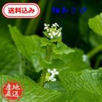 [ бесплатная доставка ] Tokushima префектура производство поле васаби .. рассада 2 АО включая доставку [ химия удобрение, пестициды, убийца сорняков не использовался ]