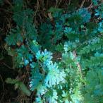 [ бесплатная доставка ] Rainbow вентилятор вытащенный рассада 1. Conte reclining magokesida. зуб декоративное растение хобби KONI si сельское хозяйство .