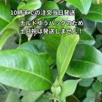 .. группа лист примерно 100 листов ( примерно 200g) Tokushima производство пестициды не использование бабочка. корм для наклон Yupack отправка 