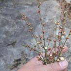 [ Tokushima производство ] натуральный. слива украшение ветка ( примерно 15cm×5 шт. комплект ) этот день . брать * гарантия вода отправка .... кулинария для сезон. .. предмет нет пестициды 