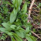  натуральный can слон. новый .20шт.@ Tokushima производство украшение для Сикоку * Kinki * China ограничение 