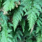 カタヒバぬき苗3つ