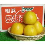 河内晩柑 贈答用