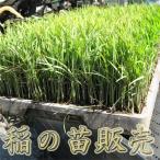 稲苗 稲の苗 田植え苗 バケツ苗 学校 稲作り苗 米作り 苗販売