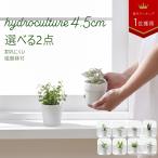 【SSサイズ 選べる2個セット】土を使わない ミニ 観葉植物 小さい ハイドロカルチャー 鉢 おしゃれ パキラ モンステラ サンスベリア ポトス 4.5cm コテラ ヤマツ