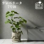 ショッピング観葉植物 観葉植物 おしゃれ 大型 【静岡 磐田 ウンベラータ ノーマル樹形 7号】鉢 お祝い 土 棚 インテリア 育てやすい 立札 ギフト コテラ こてら