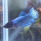  тропическая рыба Crown tail бойцовая рыбка женский голубой 01F0116-003 организм 