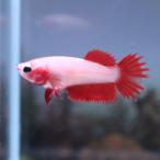  тропическая рыба Crown tail бойцовая рыбка женский красный 01F0116-008 организм 