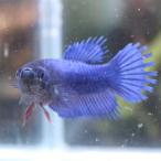  тропическая рыба Crown tail бойцовая рыбка женский голубой 01F0116-017 организм 