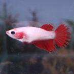  тропическая рыба Crown tail бойцовая рыбка женский красный 01F0116-018 организм 