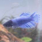  тропическая рыба Crown tail бойцовая рыбка женский голубой 01F0116-023 организм 