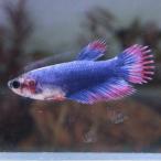  тропическая рыба Crown tail бойцовая рыбка женский голубой 01F0116-024 организм 