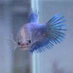  тропическая рыба Crown tail бойцовая рыбка женский голубой 01F0116-028 организм 