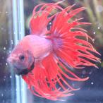  бойцовая рыбка Crown tail мужской fancy красный 01M0116-017 тропическая рыба организм 