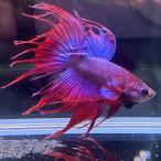  бойцовая рыбка Crown tail мужской fancy 01M0924-013 тропическая рыба организм 