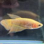  бойцовая рыбка вуаль tail женский горчица 02F0908-001 тропическая рыба организм 