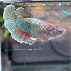  шоу бойцовая рыбка женский fancy медь 03F0301-019 половина moon тропическая рыба организм 