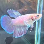  шоу бойцовая рыбка женский Dumbo fancy 03F0908-048 половина moon тропическая рыба 