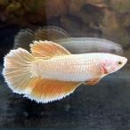  шоу бойцовая рыбка женский желтый Dragon 03F1201-006 половина moon тропическая рыба организм 