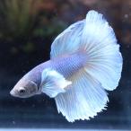  тропическая рыба шоу бойцовая рыбка мужской Dumbo fancy 03M0116-059 организм половина moon 