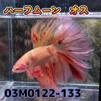 ベタ　ショーベタ　オス　ヴァンダ　03M0122-133　アルマゲドン　ハーフムーン　生体　熱帯魚