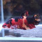  тропическая рыба ja Ian to pra cut бойцовая рыбка женский сладости -04F0116-017 организм 